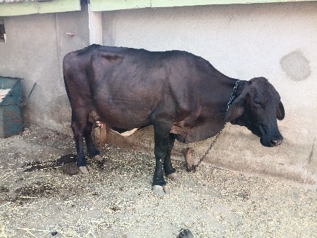 ગાય વેચવાની છે