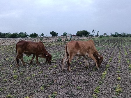 બળદ વેચવાના સે સાવ સોજા કિંમત