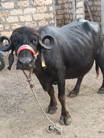 જયરાજભાઇ માંકડ