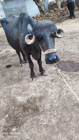 ભેંસ વેચવાની છે