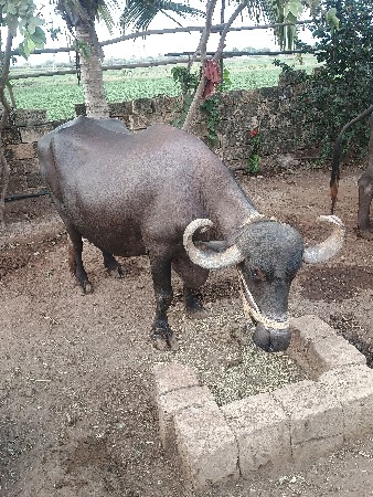 10દિવશ થિયા વિયાનિ