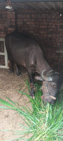 3 વરસ ખડાલી