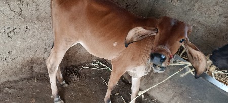 1.5 વર્ષ ની વાછડી