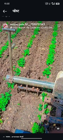 મીંદડી બેલો વેચવાનું છે.