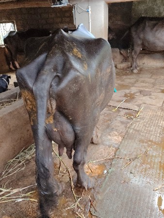 ભેંશ વેસવાની છે