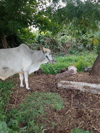 બળદ દેવાના શૈ