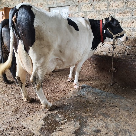 2_ગિર ક્રોસ ગાયું વેસવાનિ છે