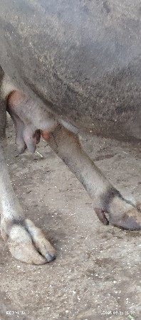 ભેસ વેચવાની છે
