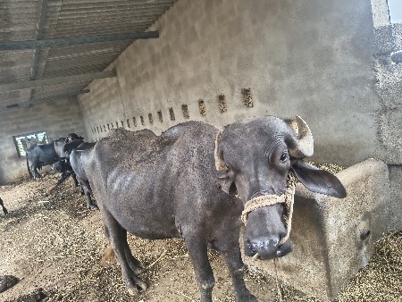 ભેંસ વેચવાની છે