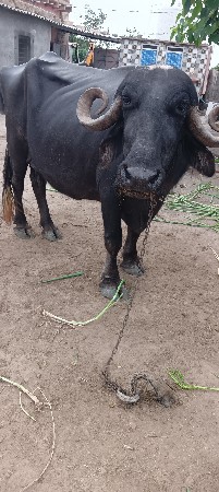 ભેંસ વેચવાની છે