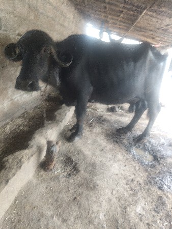 ભૈસ‌‌ વૈસવાની સે