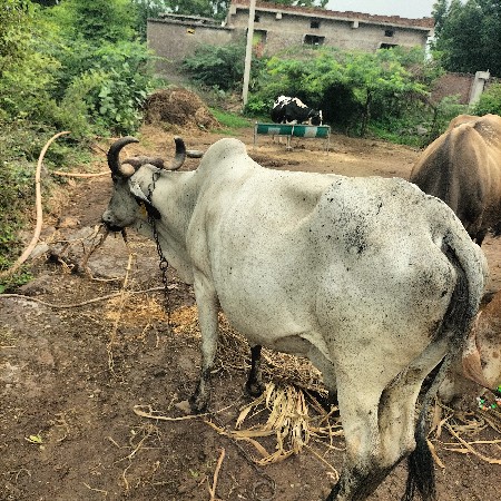 દેશી ગાય વેચવાની સે