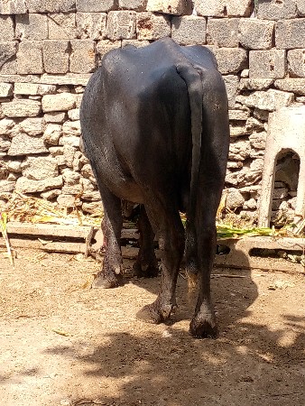 પાડો વેચવાનો છે