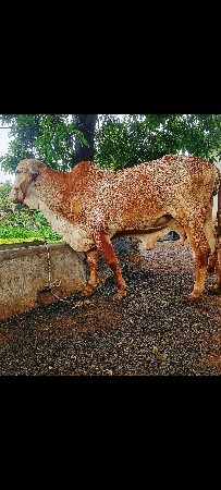આ ગાય વેચવાની છે સાવ સોજી દૂધ 4બે ન