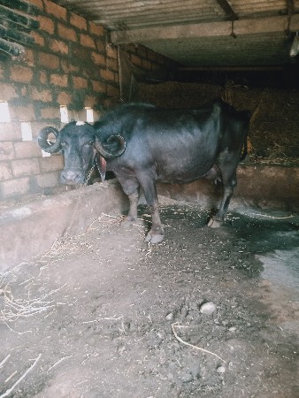 ભેંસ વેચવાની છે