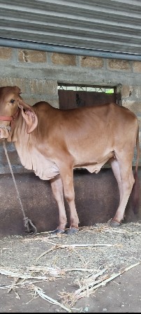 સોન કપીલી વાછડી
વેચવા ની છે