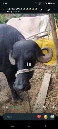 Bhesh Devani se