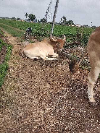 bardha