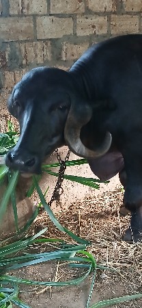 ભેંસ વેચવાની છે