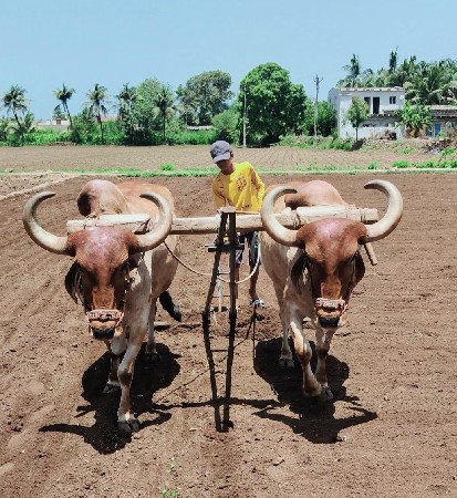 બળદ