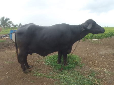 પેલ વેતરી ખળેલી વેચવાની છે