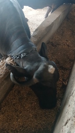 ભંગરી