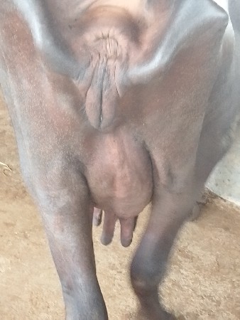 ભેંસ વેચવા ની