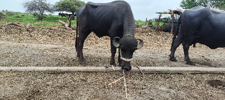 આખડેલો વેચવાનો છે