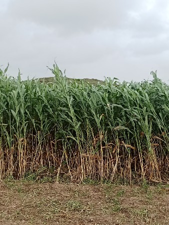 લીલી જુવાર વેચવાની છે 
2. વિઘાનીશે