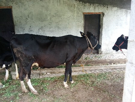 hf ગાય વેશવની સે