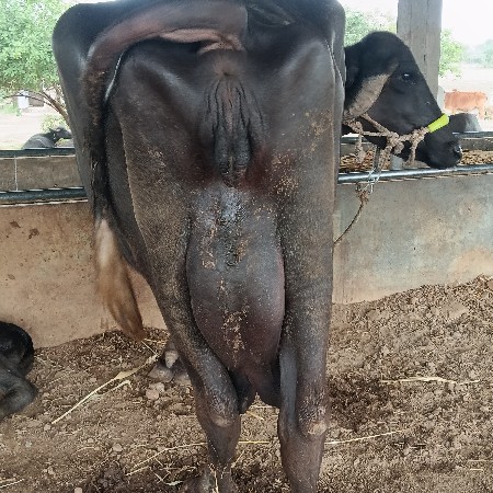 ભેંસ વેચવાની છે