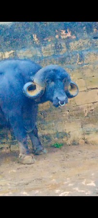 પાડો બધી જવાબદારી થી દેવાનો છે
