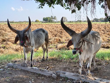 બળદ વેચવાના છે