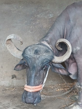 ભેંસ વેચવાની છે