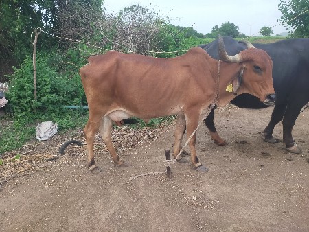 આ ગાય વેચવાની છેં