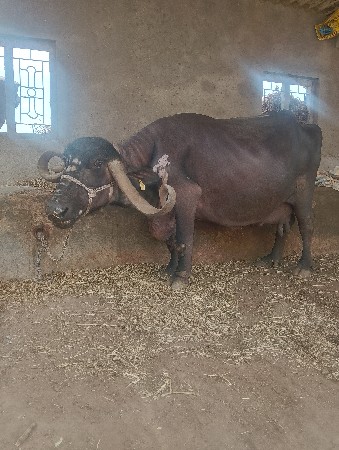 bhes vechvani chhe