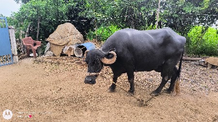 આ ભેંશ વેચવાની