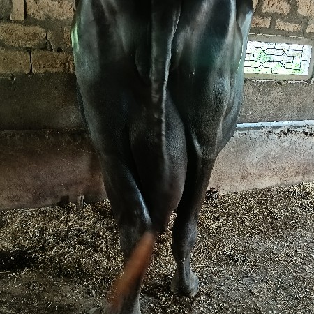 ભેંસ વેચવાની છે