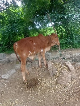 વેચવાનો છે