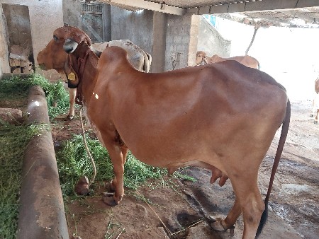 ગીર ગાય