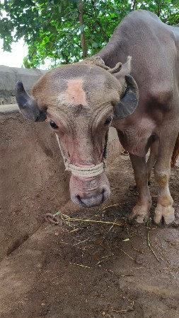 ખડેલી વેચવાની છે