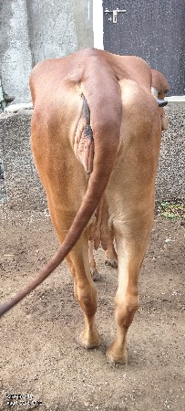 આ ગીર ગાય વેચવાની છે
