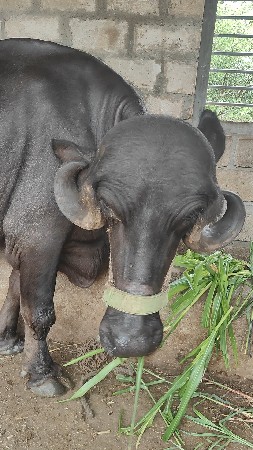 જાફરી ખડેલી