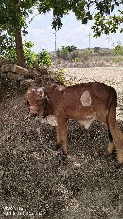 ગીર ગાય ના વાછલો વેચવા નો છે