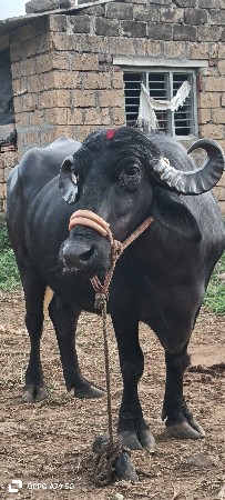 ભેસ વેચવાની
