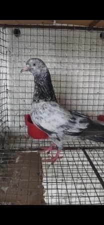 ફૂલ લાલ આંખ ની માદી