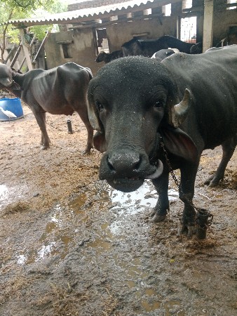 પાડો વેચવાનો છે