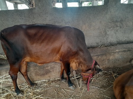 ગાય આપવાની છે
