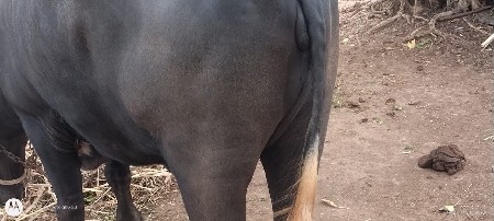 ખડેલી વેચવાની છે