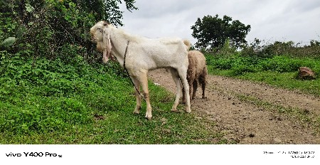 બોકડો વેચવાનો છે